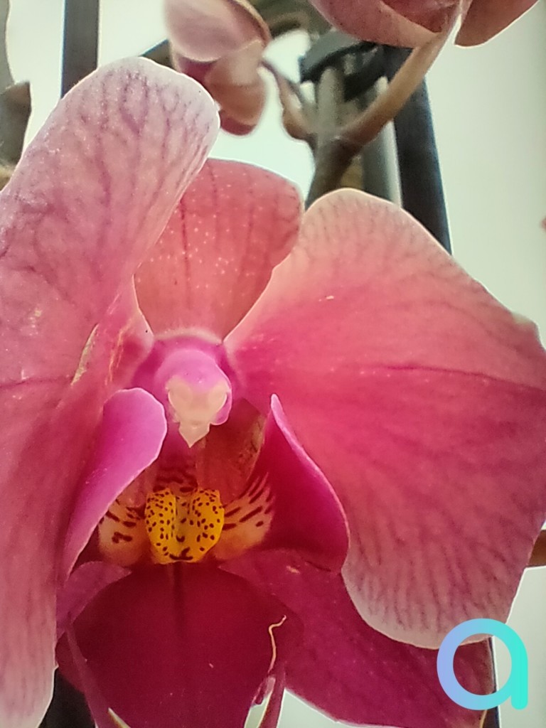 photo fleur prise en mode macro avec le smartphone Realme X3