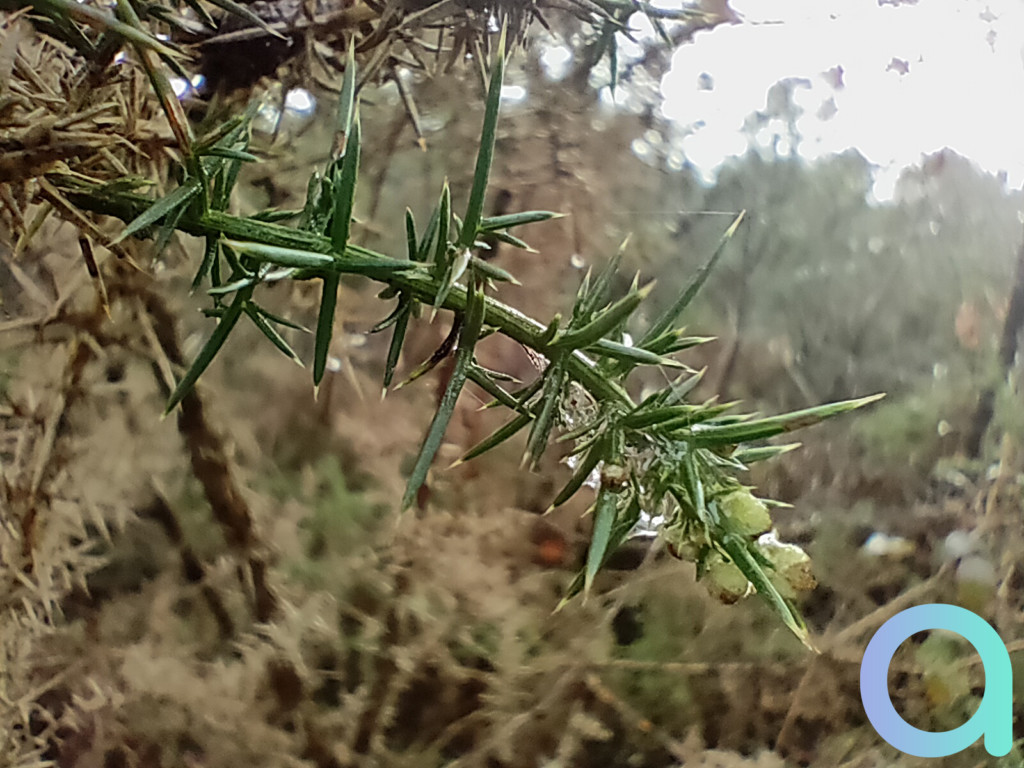 photo tige de fleur avec objectif macro du Realme X3