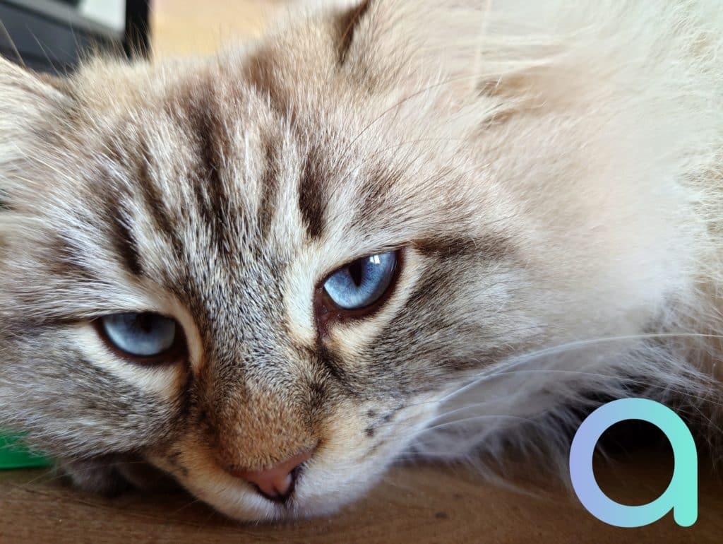 Photo de chat prise avec le Sony Xperia 5 III