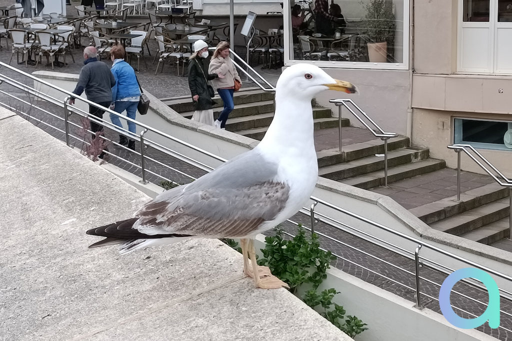 Un goéland à Biarritz